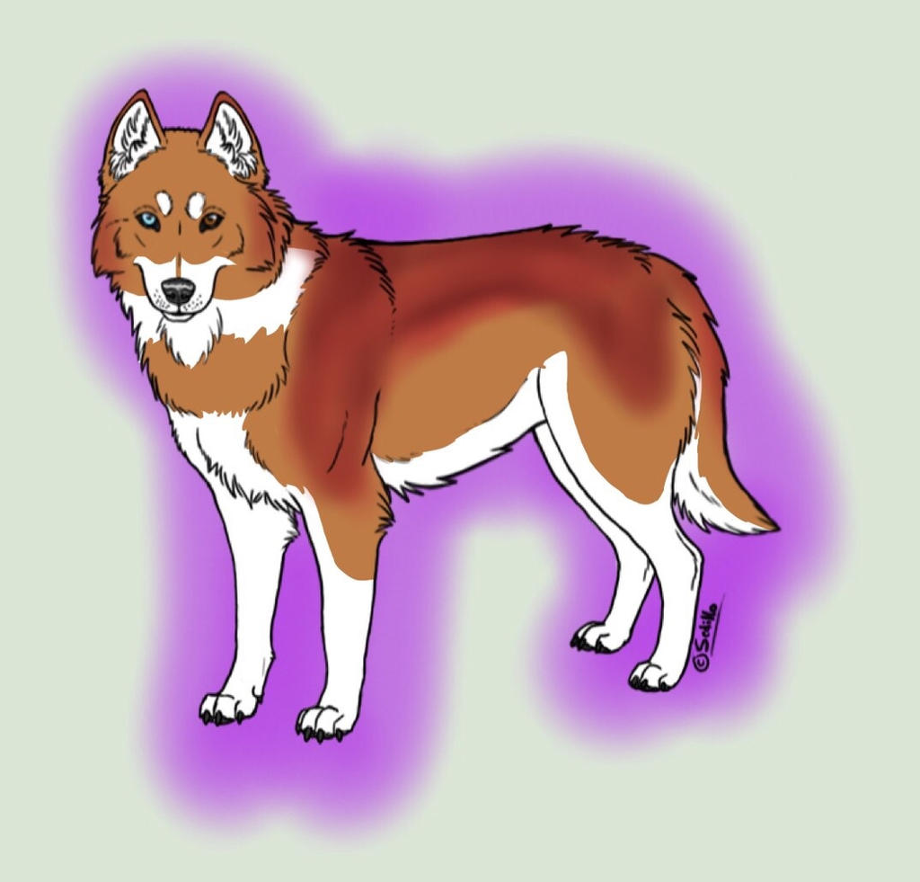 Custom for Chihuahua4446