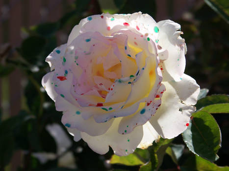 Confetti Rose