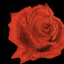 A Rose