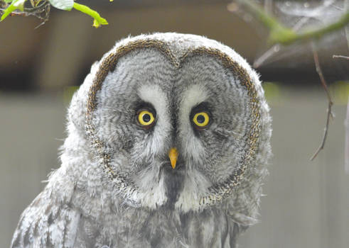 Curious Owl