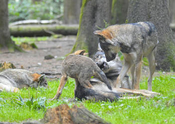 Wolves playing with a pup