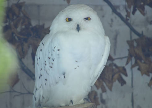 Skeptical snow owl #4