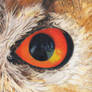 Owl Eye