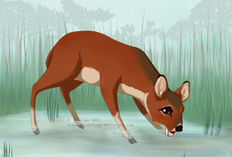 Chinese water deer