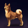 Finnish Spitz