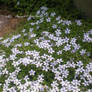 Spring Starflowers