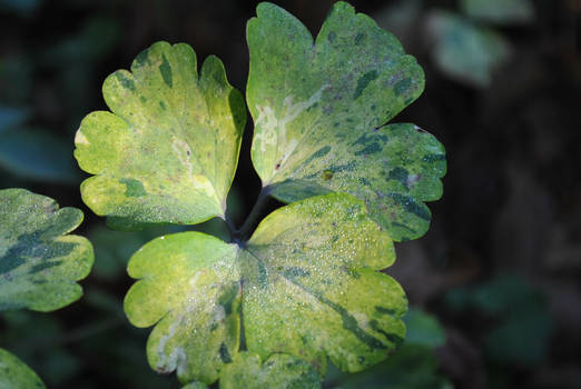 Morning Leaves