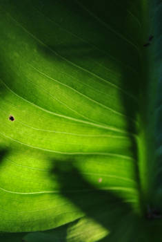 Light through Leaves