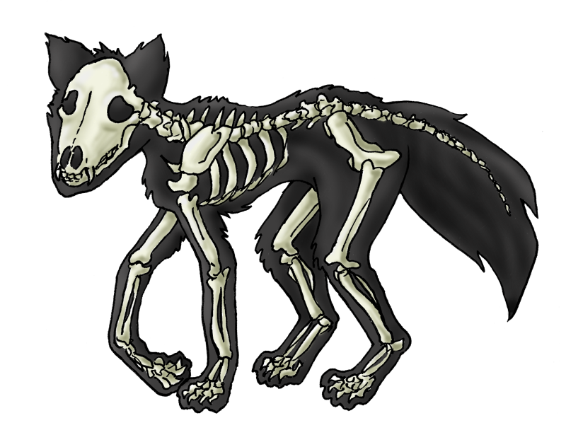 Fox Skeleton Diagram - Human Anatomy