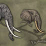 Elephantidae