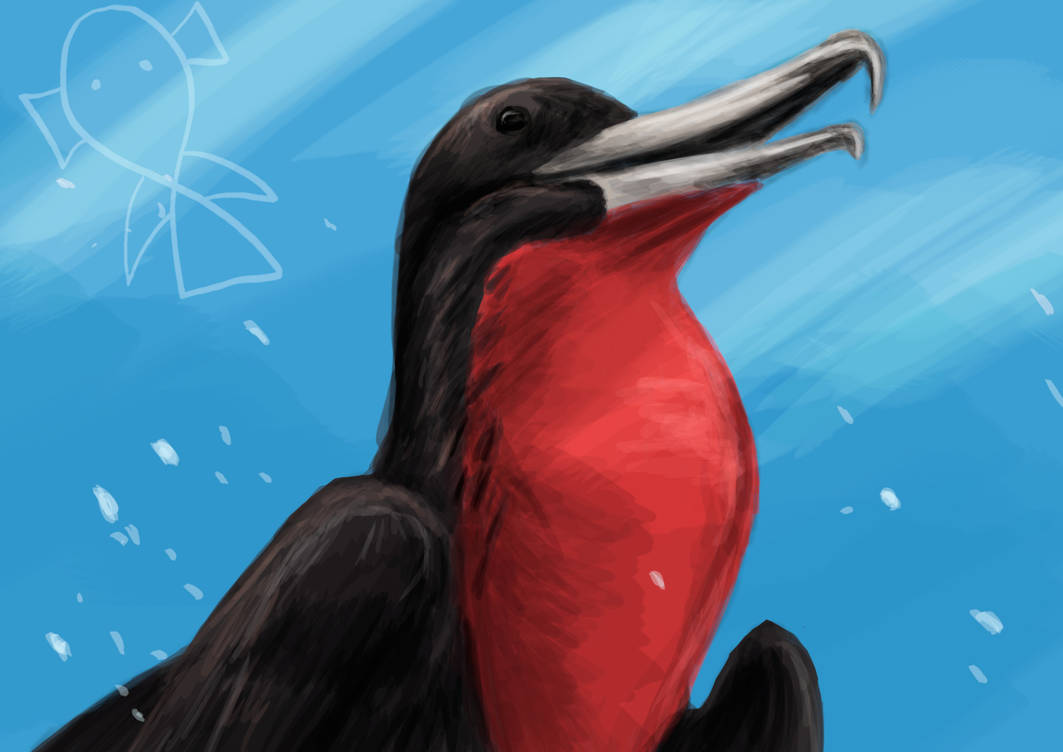 Fregata magnificens by Dartxo on DeviantArt
