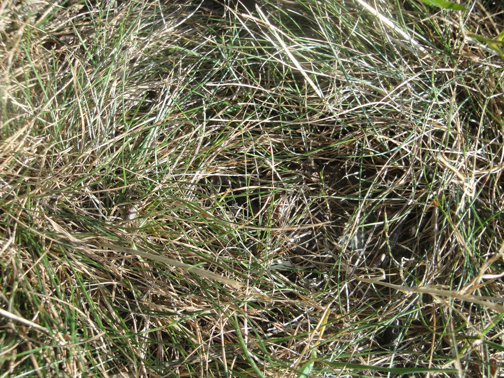 Stringy Grass Texture by horseydino on DeviantArt