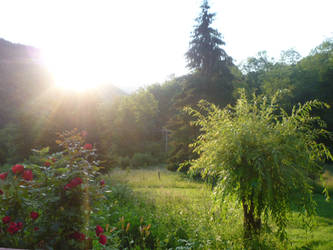 sunlight over garden