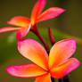 Pink Plumeria