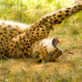 Sleepy Cheetah