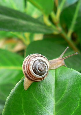 little snail 2