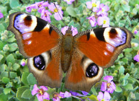 peacock butterfly