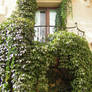 Ivy balcony