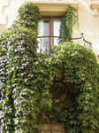 Ivy balcony by Adaae-stock