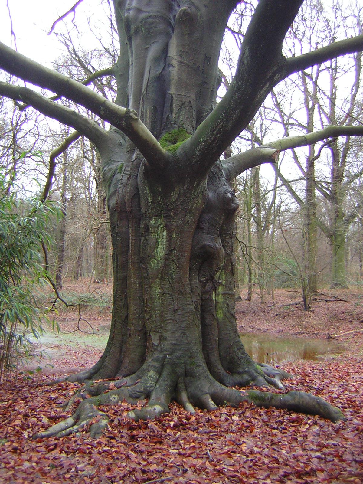 A dark tree