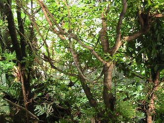 Rainforest's Green