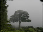 A Tree In Mist by EtaniaVII
