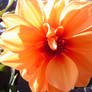 Orange Dahlia