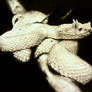 S. Serpent