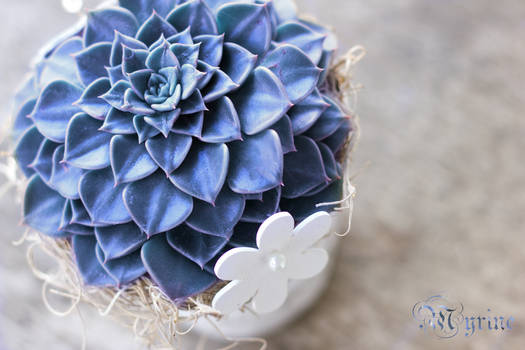 Succulent in blue