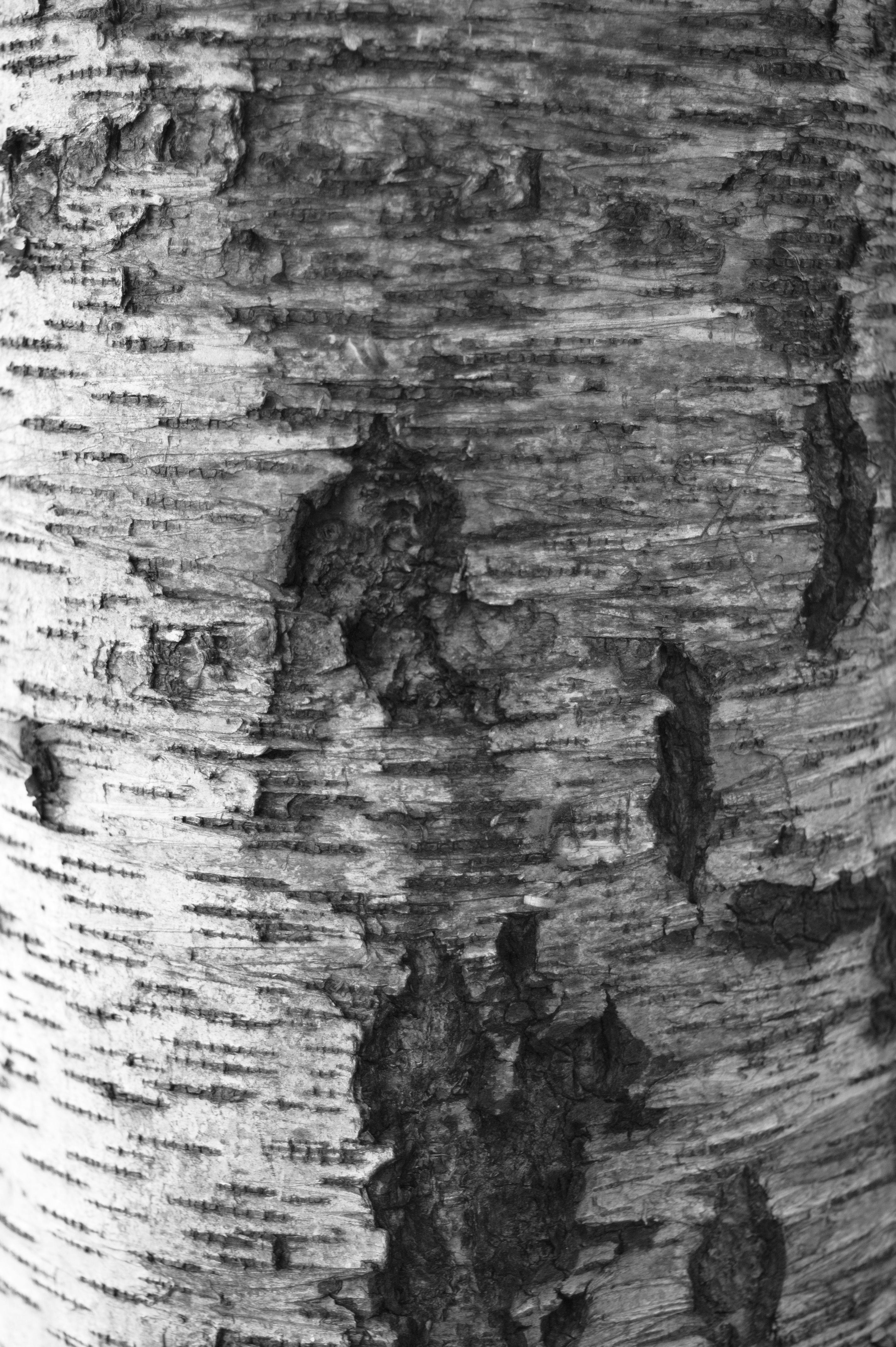 Birch Tree Wood Bark Texture by Enchantedgal-Stock on DeviantArt