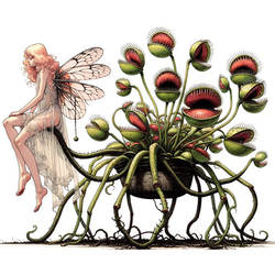 Fairy's flytrap friend