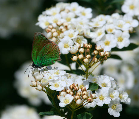 emerald butterfly