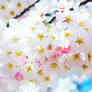 Cherry blossom 1