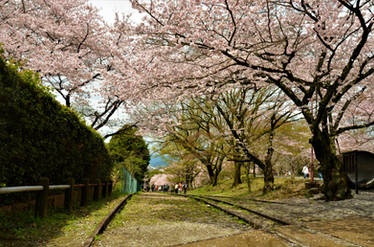 Ex-incline and cherry blossoms