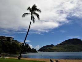 Beach with a palm tree