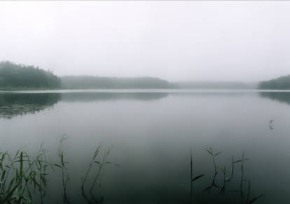 Misty pond