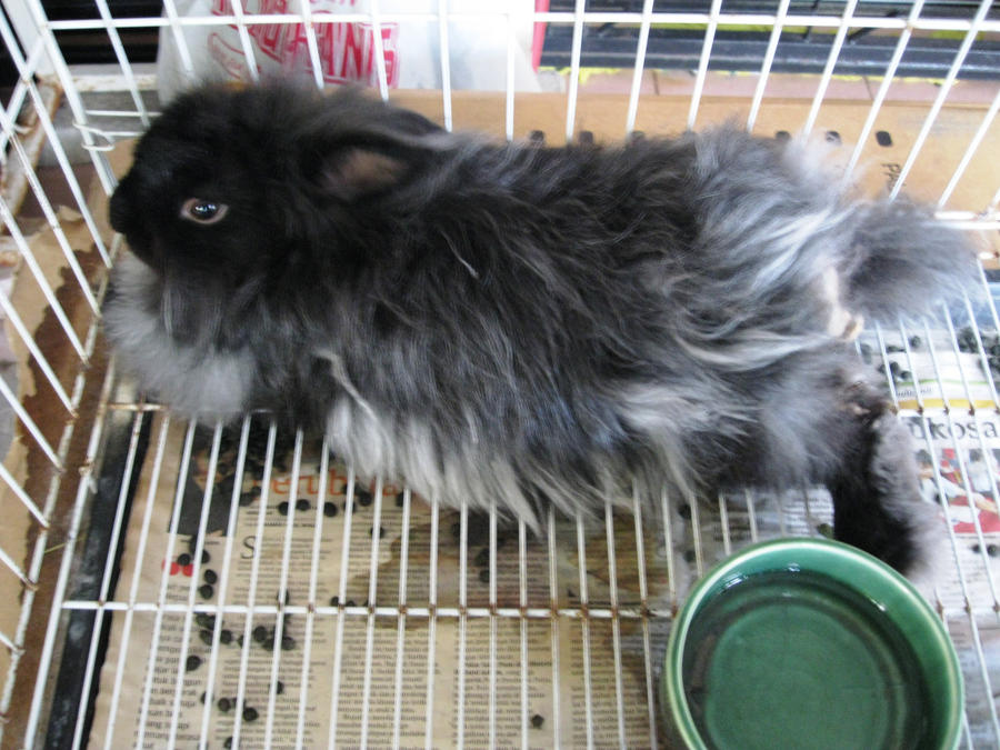 Burnt Rabbit by TheMilkyWayGalaxy on DeviantArt