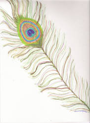 Peacock Feather