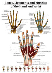 Anatomy of the Hand and Wrist