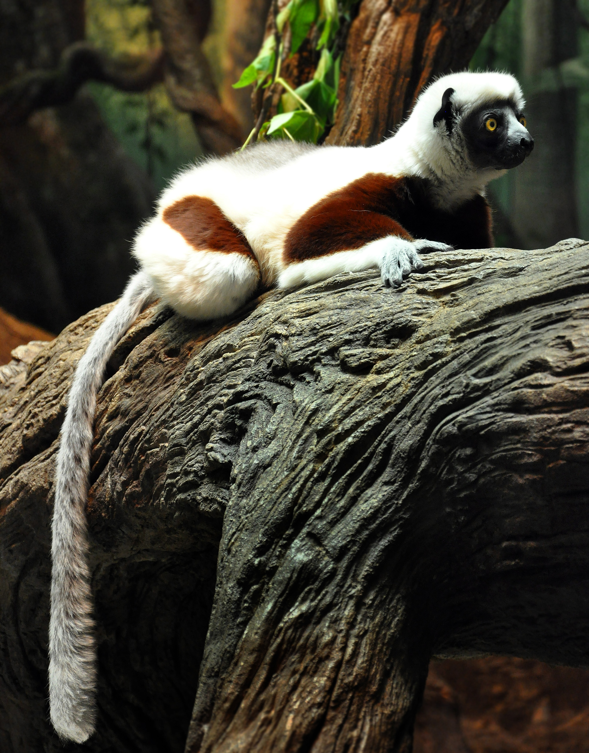 Sifaka