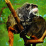 Emperor Tamarin