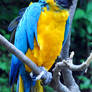 Macaw