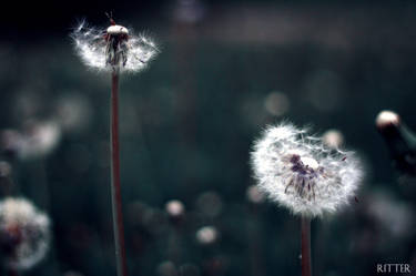 dandelions