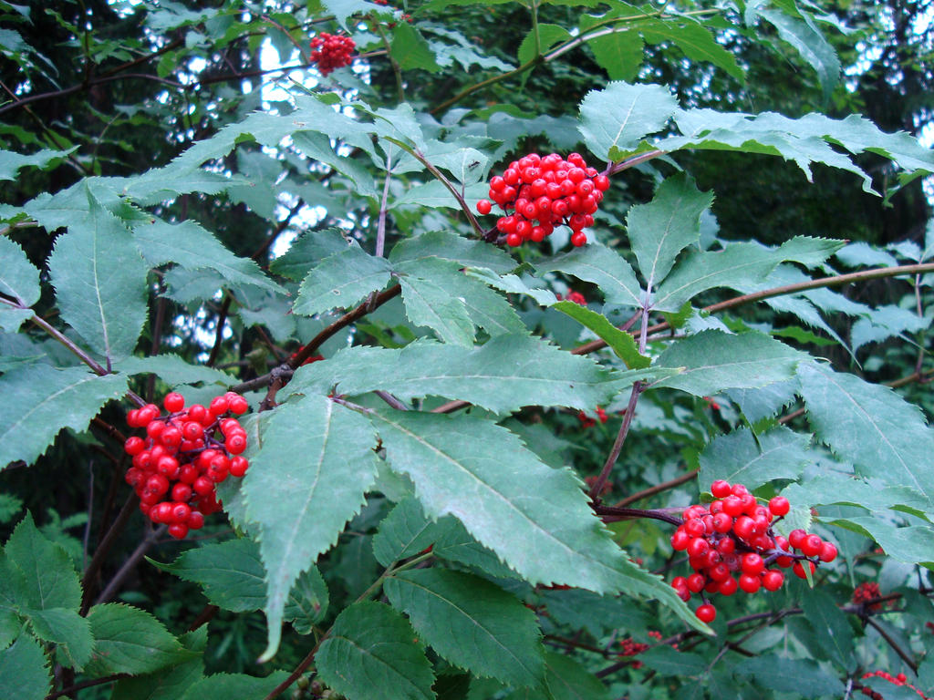 Elderberry