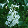White lilac