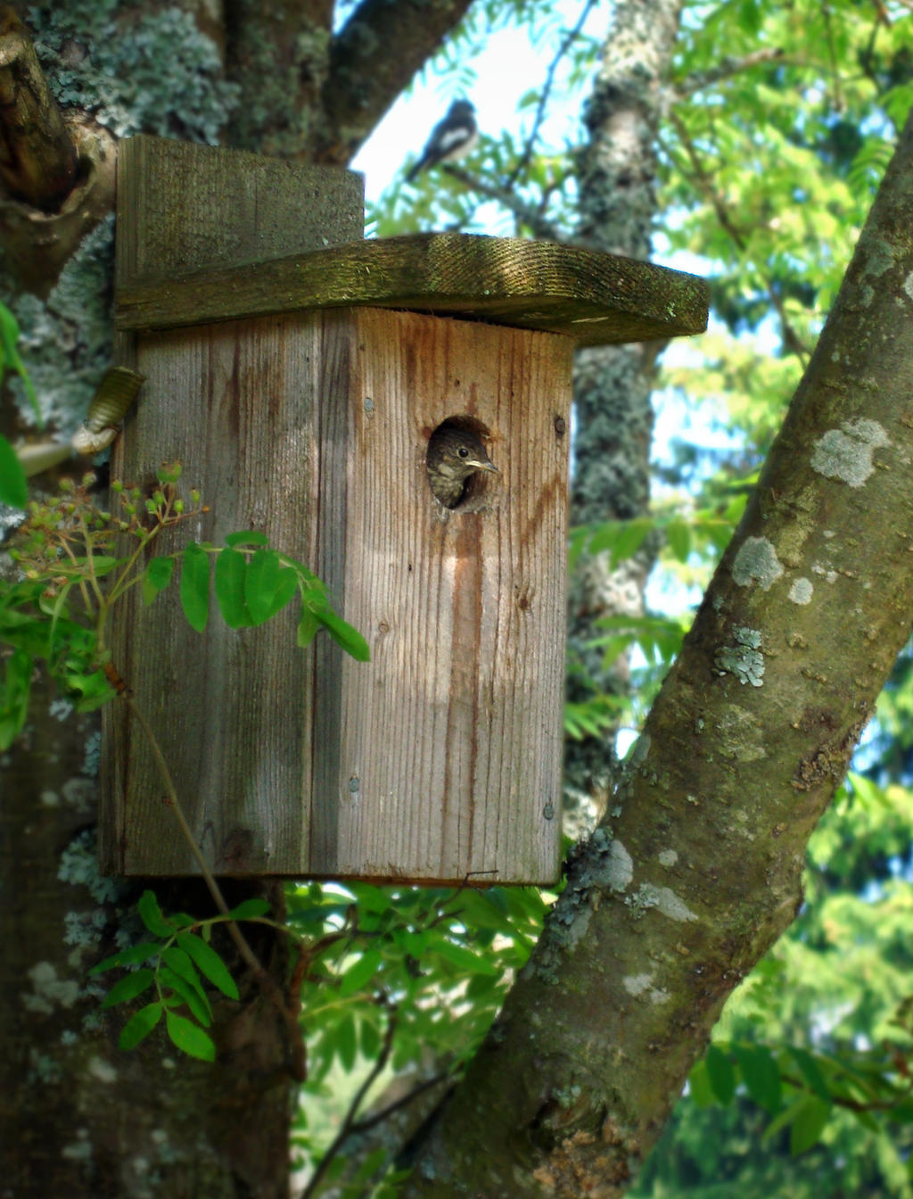 European pied flycatcher baby