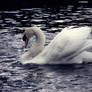 Swan