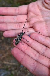 Longhorn beetle