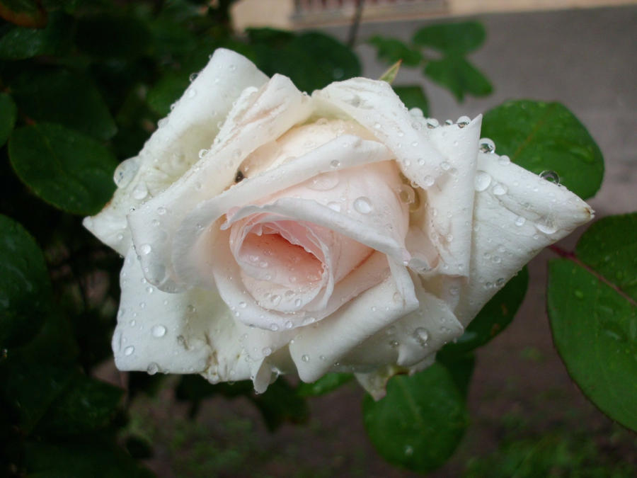 White Rose II