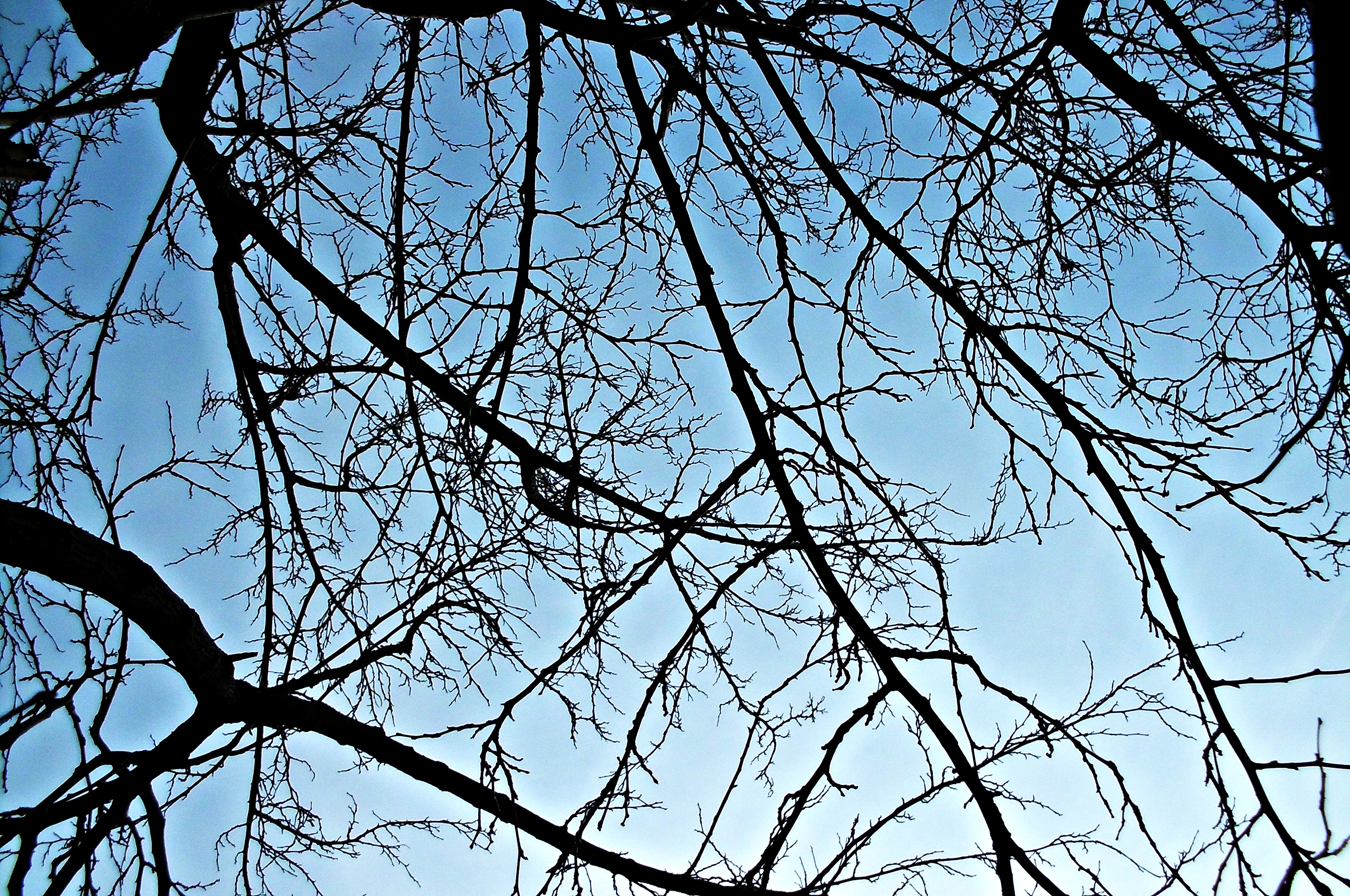 dry branches